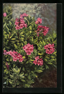 Künstler-AK Photochromie Nr.: 949, Rhododendron Hirsutum  - Autres & Non Classés