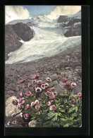 Künstler-AK Photochromie Nr.: 505, Ranunculus Glacialis  - Autres & Non Classés