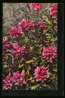 Künstler-AK Photochromie Nr.: 448, Rhododendron Ferrugineum  - Other & Unclassified