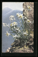 Künstler-AK Photochromie Nr.: 447, Leontopodium Alpinum  - Other & Unclassified