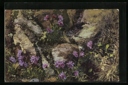 Künstler-AK Photochromie Nr. 790: Primula Glutinosa  - Autres & Non Classés