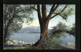 Künstler-AK Photochromie Nr. 2123: Bäume Am Ufer Des Frauenchiemsee  - Autres & Non Classés