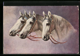 Künstler-AK Drei Schimmel Mit Zaumzeug  - Paarden