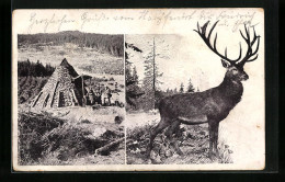 AK Steintipi Und Hirsch In Landschaft  - Other & Unclassified