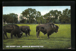 AK San Antonio /Texas, Buffalos At Brackenridge Park  - Vaches