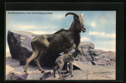 AK New York, Aoudad And Baby Im Zoo  - Other & Unclassified