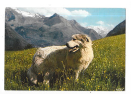 LES PYRENEES - Un Beau Chien De Montagne - QUIN 4/GEO - - Dogs