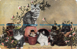 R164708 I Am The King Of The Castle. Kittens. J. W. B. Commercial. 1910 - World