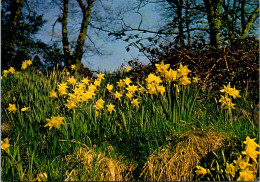 2-6-2024 (8) UK - Daffodils Flowers - Fleurs