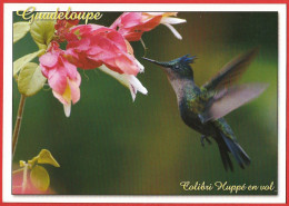 Oiseau : Colibri Huppé - Carte Neuve - TBE - Birds