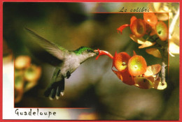 Oiseau : Colibri  - Carte Neuve - TBE - Vögel