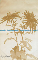 R164125 Chrysanthemum. 1908 - Monde