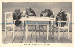 R165939 Young Chimpanzees At Tea. F. W. Bond - Monde