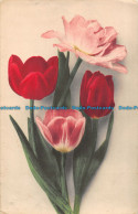 R164144 Old Postcard. Tulips. 1922 - Monde