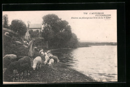 CPA Aydat, Moutons Au Paturage Aux Bords Du Lac  - Autres & Non Classés