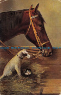 R164192 Old Postcard. Horse Dog And Cat. Hildesheimer. 1904 - Monde