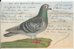 BELGIQUE - Pigeon - L.COTTE - LIEGE - Andere & Zonder Classificatie