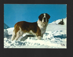 Seez Saint Bernard Dog Hond Chien Photo Carte Htje - Chiens