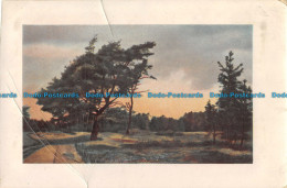 R165433 Old Postcard. Path Near The Woods. Richard Behrendt - Monde