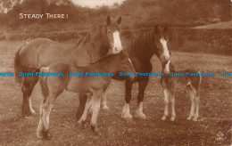 R164253 Steady Three. Horses. Valentine. XL. RP. 1931 - World