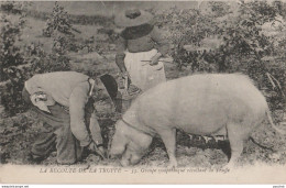 B4-24)  LA RECOLTE DE LA TRUFFE - GROUPE SYMPATIQUE RECOLTANT LA TRUFFE - (DORDOGNE - COCHON - 2 SCANS) - Autres & Non Classés