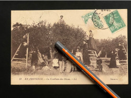 V181T - En Provence La Cueillette Des Olives - Autres & Non Classés