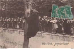 C16-75) PARIS - JARDIN DES PLANTES - L ' OURS MARTIN GRIMPANT A L ' ARBRE - 1911 - Parks, Gardens