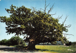 28 LA LOUPE LE VIEUX CHENE - La Loupe