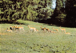 76 CLERES PARC ZOOLOGIQUE - Clères