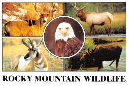 USA CO ROCKY MOUNTAIN WILDLIFE - Andere & Zonder Classificatie