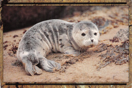 USA ME HARBOR SEAL PUP - Other & Unclassified