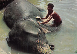 SRI LANKA ELEPHANT - Sri Lanka (Ceylon)