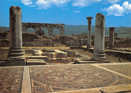 MAROC VOLUBILIS - Other & Unclassified