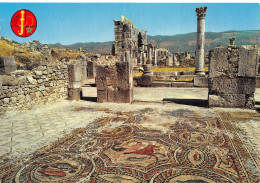 MAROC VOLUBILIS - Other & Unclassified