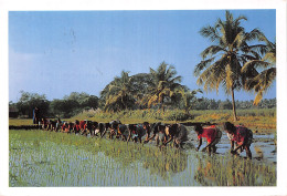 INDE PADDY FIELD - Inde