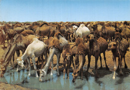 MAROC CHAMEAUX - Autres & Non Classés