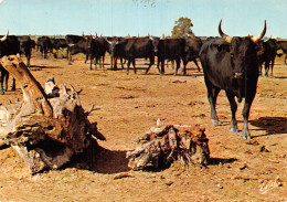 13 EN CAMARGUE MANADE DE TAUREAUX - Autres & Non Classés