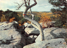 77 FONTAINEBLEAU LA FORET - Fontainebleau