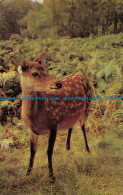 R164309 Sika Deer In The New Forest. Salmon. 1977 - Monde