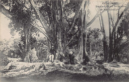 Sri Lanka - COLOMBO - Banian Tree In Peradeniya Gardens - Publ. Messageries Maritimes  - Sri Lanka (Ceylon)