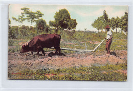 Puerto Rico - Plowing In The Old Way - Publ. Waldrop 65 - Puerto Rico