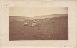 England - Sx - BRIGHTON Sheep In Field - Brighton