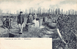 Argentina - MENDOZA - Cosecha En Una Vina - Ed. Umberto Bertoletti 210 - Argentina