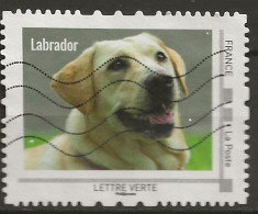 Collector Labrador - Collectors