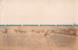 R165663 Old Postcard. Cattle In The Fields - Monde