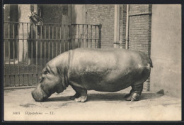 AK Hippopotame, Nilpferd In Der Sonne  - Autres & Non Classés