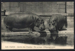 AK Paris, Jardin Des Plantes, Un Groupe D`Hippopotames  - Autres & Non Classés