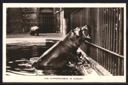 AK The Hippopotamus Is Hungry  - Autres & Non Classés