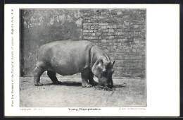 AK London, Gardens Of Zoological Society, Young Hippopotamus  - Autres & Non Classés