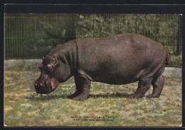 AK Nilpferd Pete Im New Yorker Zoo  - Autres & Non Classés